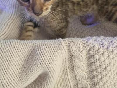 Lexus - Bengal - Gallery Photo #1