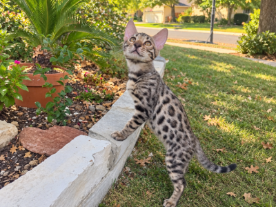Bandito - Bengal - Gallery Photo #1