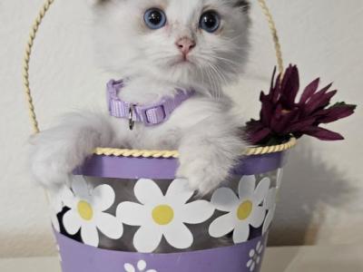Lucy - Ragdoll - Gallery Photo #1