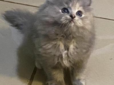 Baby Kitty - Persian - Gallery Photo #1