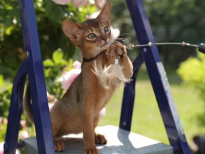 Abyssinian A Mishel Kitten Is In NY - Abyssinian - Gallery Photo #1