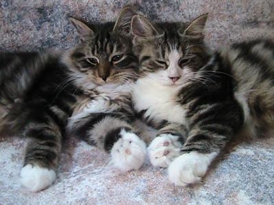 Snowden & Snowbell Siberian Siblings - Siberian - Gallery Photo #1