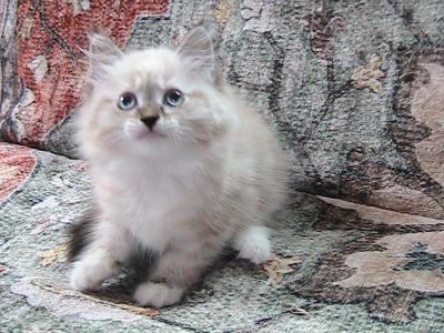 Squint & Squee Siberian Sisters - Siberian - Gallery Photo #1