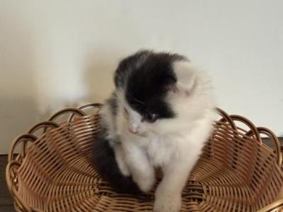 Max - Scottish Fold - Gallery Photo #1