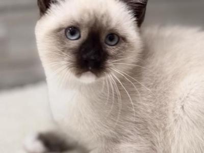 Cute Siamese Kitty - Siamese - Gallery Photo #1