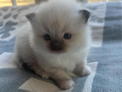 River - Ragdoll - Gallery Photo #1