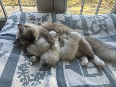 Chocolate's October Litter - Ragdoll - Gallery Photo #1