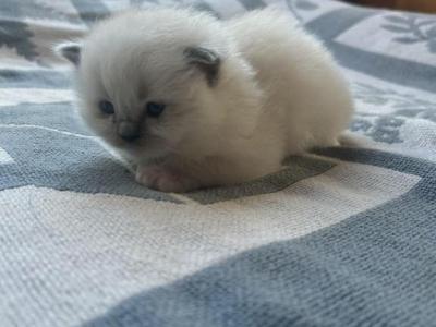 Vanilla - Ragdoll - Gallery Photo #1