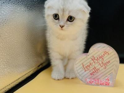 Mila - Scottish Fold - Gallery Photo #1