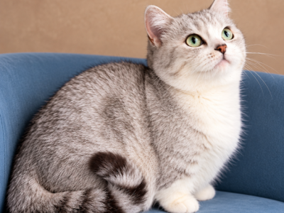 Meli - Munchkin - Gallery Photo #1