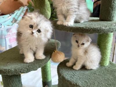 Lenox - Scottish Fold - Gallery Photo #1