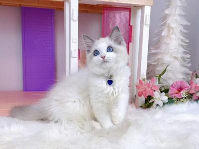 R085 - Ragdoll - Gallery Photo #1