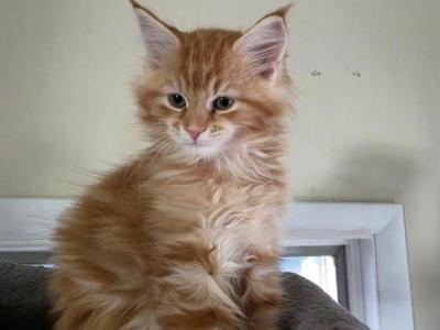 Axle The Male Maine Coon - Maine Coon - Gallery Photo #1