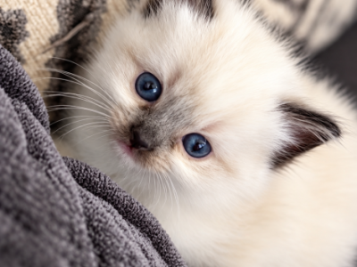 Molly - Ragdoll - Gallery Photo #1