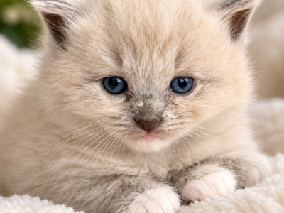 Blu - Ragdoll - Gallery Photo #1