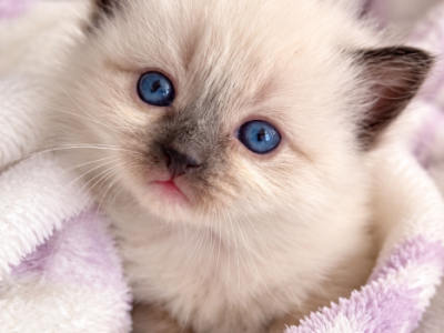 Luna - Ragdoll - Gallery Photo #1