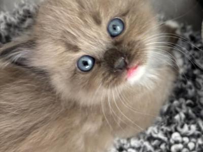 Mochi - Ragdoll - Gallery Photo #1