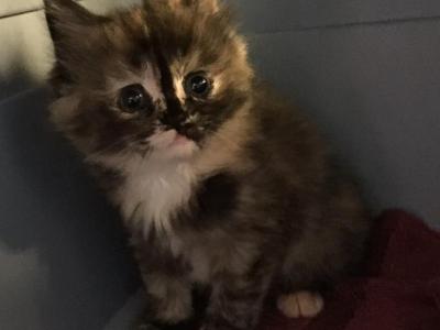Cinco - Ragdoll - Gallery Photo #1