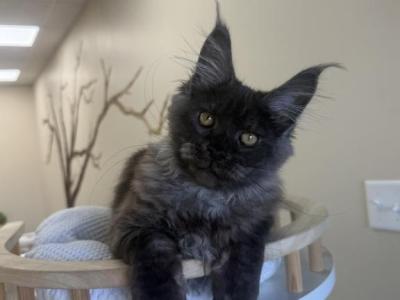 Walli - Maine Coon - Gallery Photo #1