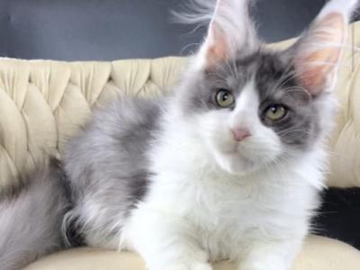 Craft - Maine Coon - Gallery Photo #1