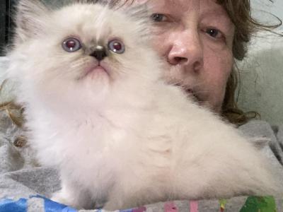 Kendrees Kitten - Ragdoll - Gallery Photo #1