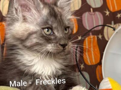 Maine Coon Babies - Maine Coon - Gallery Photo #1