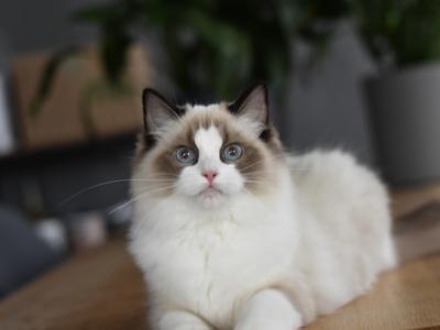 ItaliaxSalem - Ragdoll - Gallery Photo #1