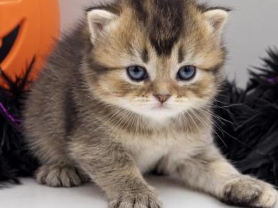 Longhair Kitten Scottish Straight - Scottish Straight - Gallery Photo #1