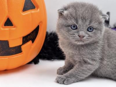 Scottish Fold Male Blue - Scottish Fold - Gallery Photo #1