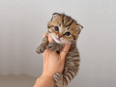 Golden Tabby Scottish Fold - Scottish Fold - Gallery Photo #1