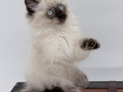 Jasper - Ragdoll - Gallery Photo #1