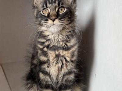 Maine Coon Kittens - Maine Coon - Gallery Photo #1