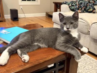 Max - Domestic - Gallery Photo #1