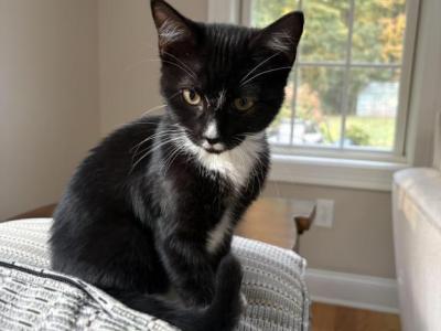 Bella - Domestic - Gallery Photo #1