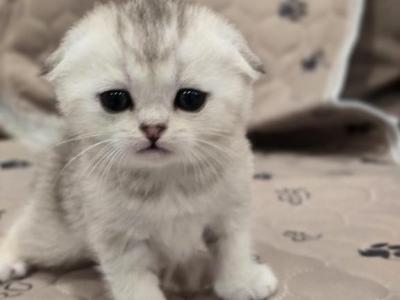 Bellas Babies 1 - Scottish Fold - Gallery Photo #1