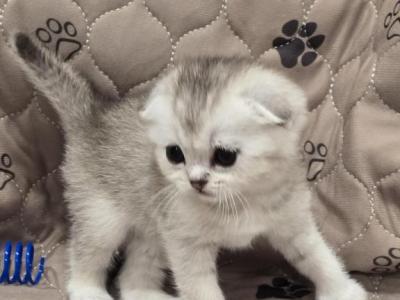 Bella's Babies 2 - Scottish Fold - Gallery Photo #1