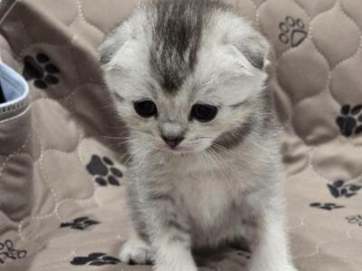 Bella's Babies 3 - Scottish Fold - Gallery Photo #1