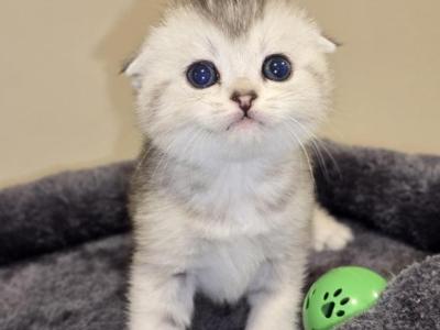 Bella's Babies 4 - Scottish Fold - Gallery Photo #1