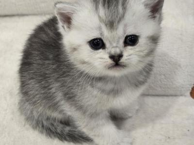 Bella's Babies 5 - Scottish Straight - Gallery Photo #1