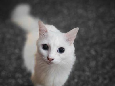 Sandy - Munchkin - Gallery Photo #1
