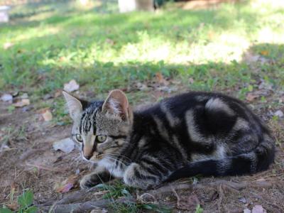 Thunder - Domestic - Gallery Photo #1