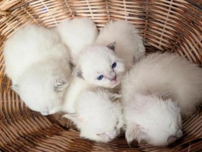 Luna And Apollo Litter - Ragdoll - Gallery Photo #1