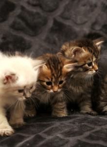 New litter of Romanov Dynasty - Siberian Kitten For Sale - Ashburn&comma; VA&comma; US