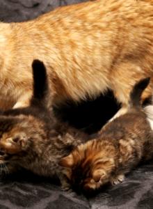 New litter of Romanov Dynasty - Siberian Kitten For Sale - Ashburn&comma; VA&comma; US