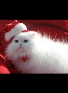 Angelic Doll Face Blue Eyed White Persians - Persian Kitten For Sale - Houston, TX, US Angelic Doll Face Blue Eyed White Persians - Persian Kitten For Sale - Houston, TX, US