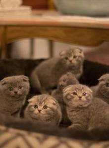 Lavonne Lucielle Scottish Folds - Scottish Fold Kitten For Sale - Levittown&comma; PA&comma; US