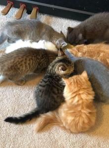 Elias Cattery New Litter - Scottish Straight Kitten For Sale - Wendell&comma; NC&comma; US