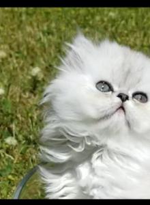 Silver shaded chinchilla Dollface Persian female - Persian Kitten For Sale - CA&comma; US