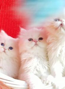 CFA registered dollface Blue Eyed White Persians - Persian Kitten For Sale - CA, US CFA registered dollface Blue Eyed White Persians - Persian Kitten For Sale - CA, US