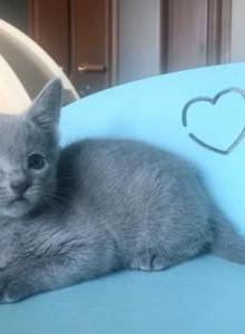 Russian Blue A 222 A - Russian Blue Kitten For Sale - Brooklyn, NY, US Russian Blue A 222 A - Russian Blue Kitten For Sale - Brooklyn, NY, US